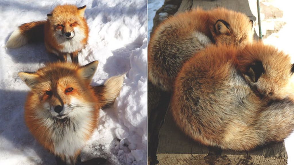 La magia de 'Zao Kitsune Mura', el pueblo de los zorros en Japón