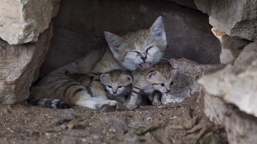 Las mejores imágenes de madres y crías