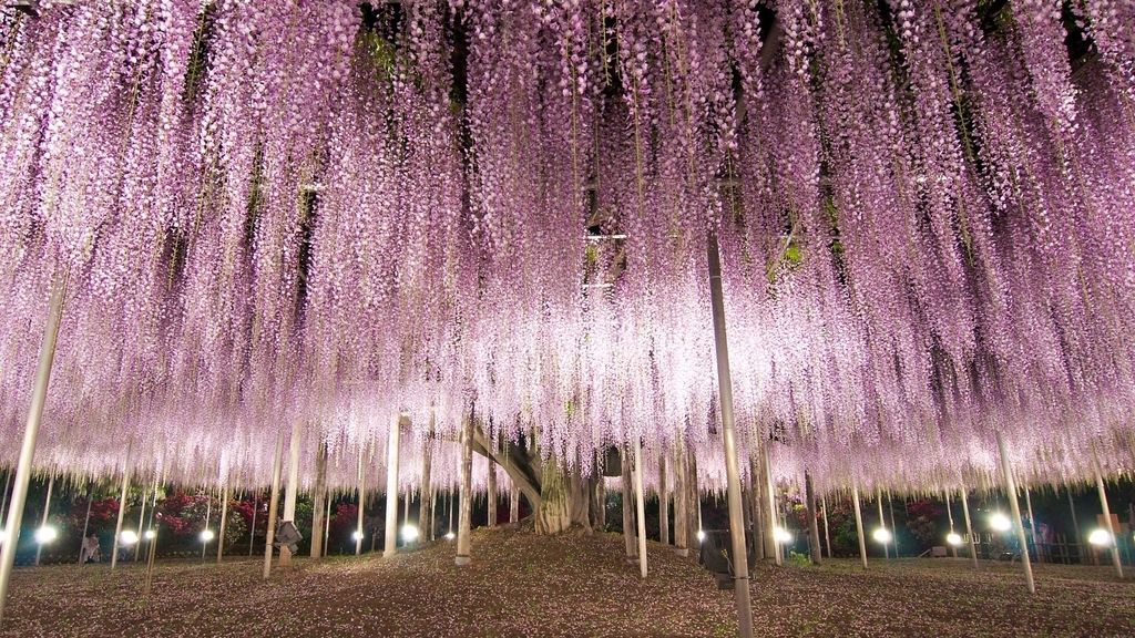 El 'Wisteria Festival' comienza en abril y dura hasta finales de mayo
