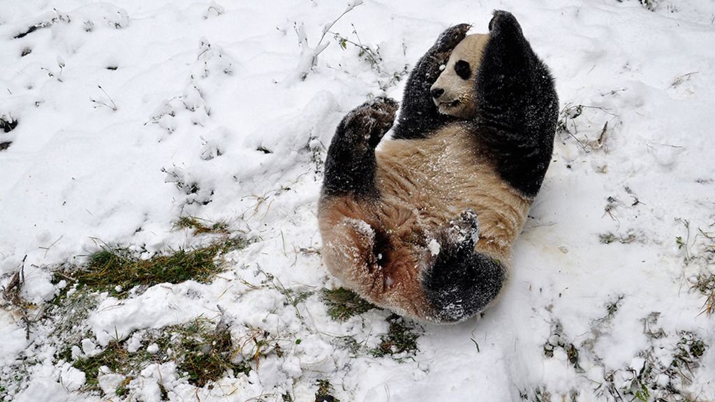El mundo animal en un marco invernal