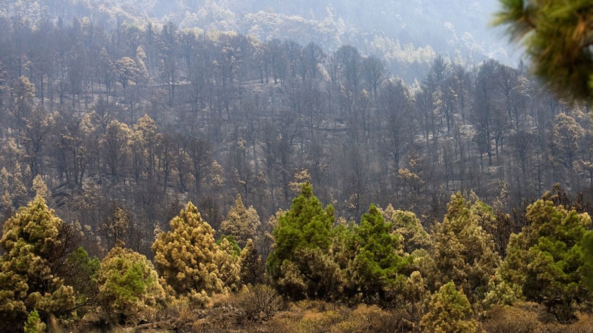 Bosque españa