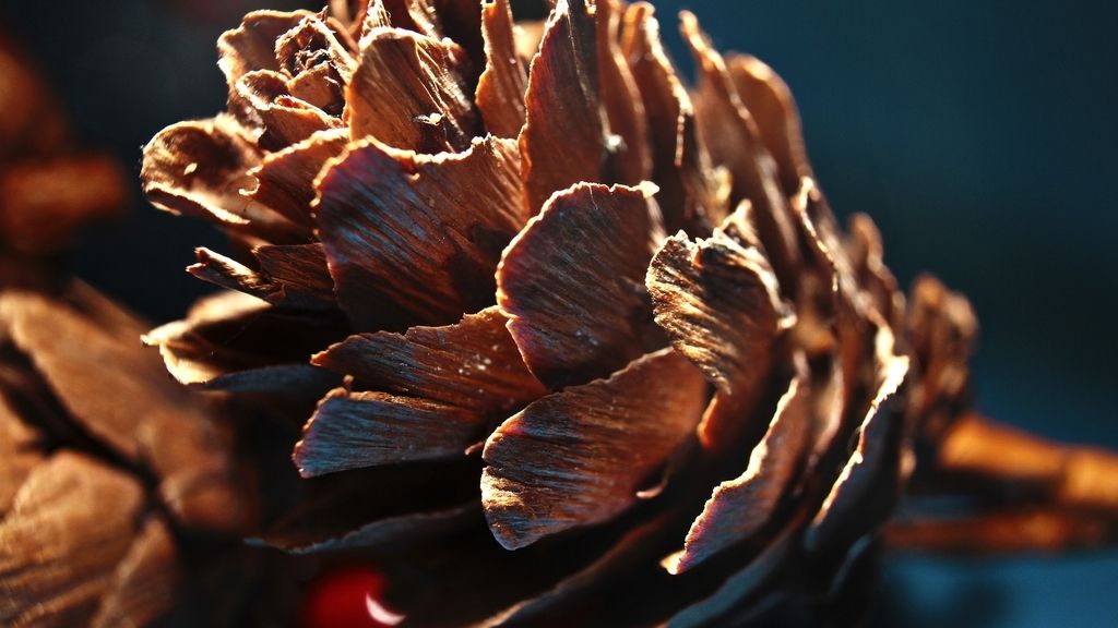 A la rica piña, humedad y sequía para el niño y la niña