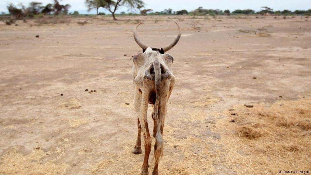 La sequía en el cuerno de África provoca hambruna y muerte de las vacas