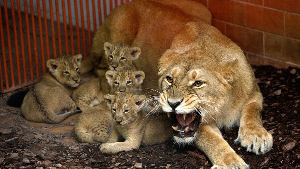 Las mejores imágenes de madres y crías