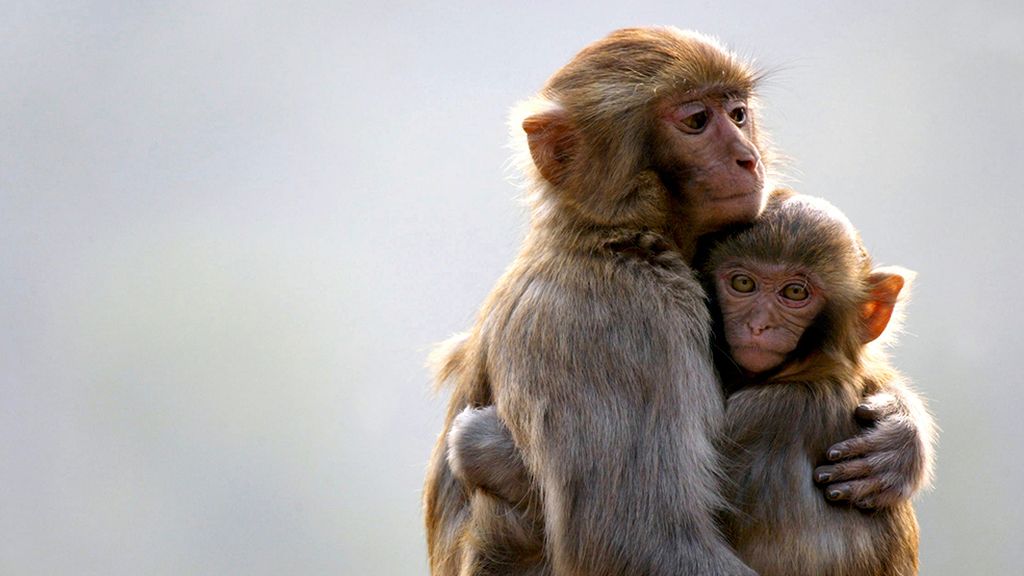Las mejores imágenes de madres y crías