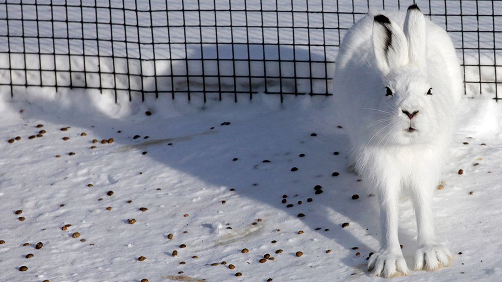 El mundo animal en un marco invernal