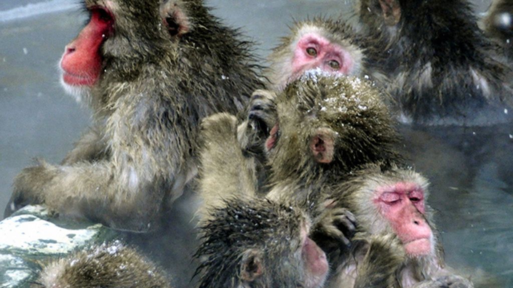 Huyen del frío bañándose en fuentes termales