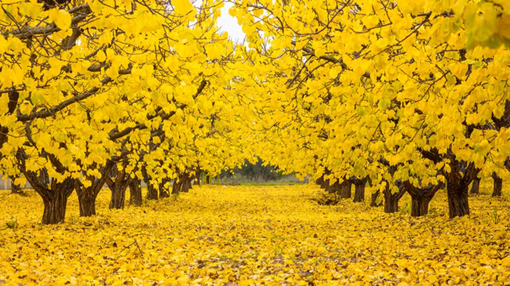 Top ten fotos 2016: otoño en Hellín, Albacete
