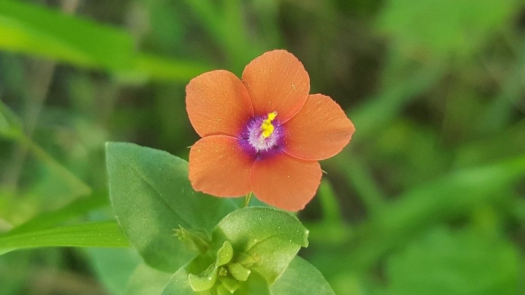 Flores que predicen el tiempo