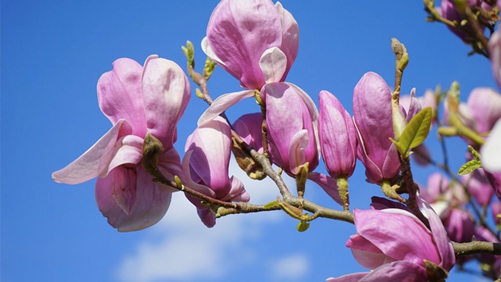 flores san valentín