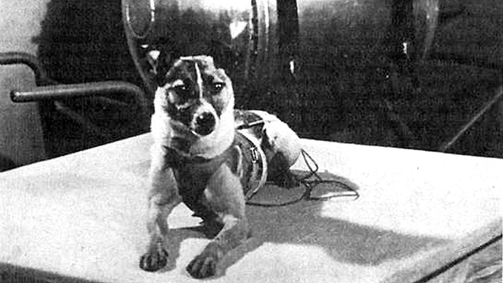 Laika fue el primer ser vivo en orbitar  la Tierra