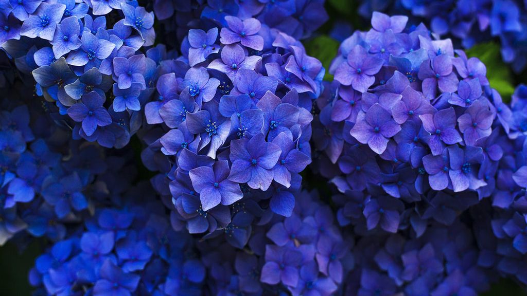 "Solo busco una aventura, ¿quieres ser mi capricho?", con la hortensia