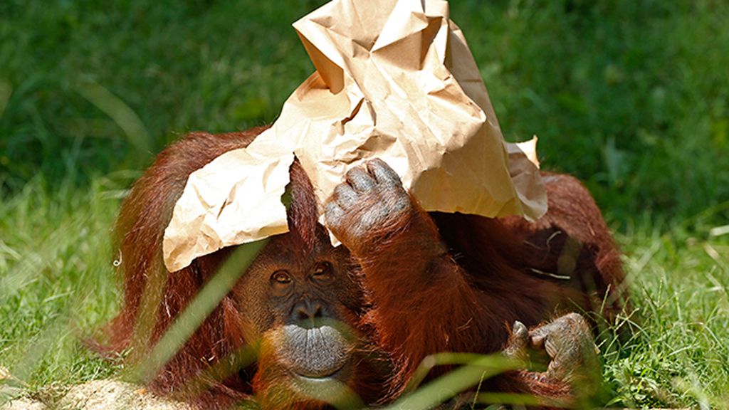 Un sombrero improvisado