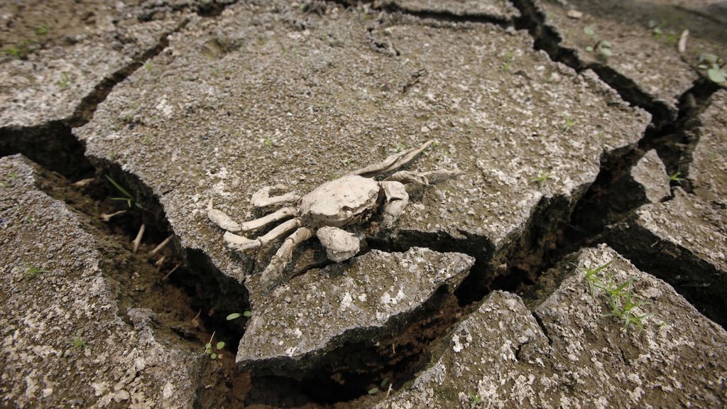 Los cangrejos que viven en los depósitos de agua de Seúl ya no tienen agua