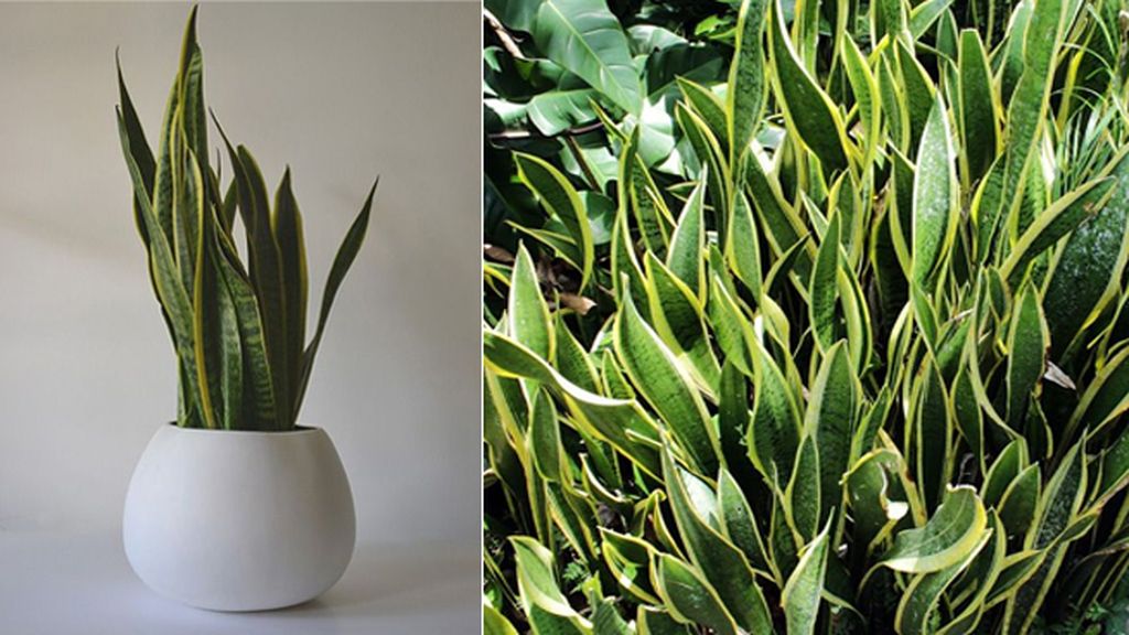 Sansevieria: absorbe el dióxido de carbono y libera oxígeno por la noche