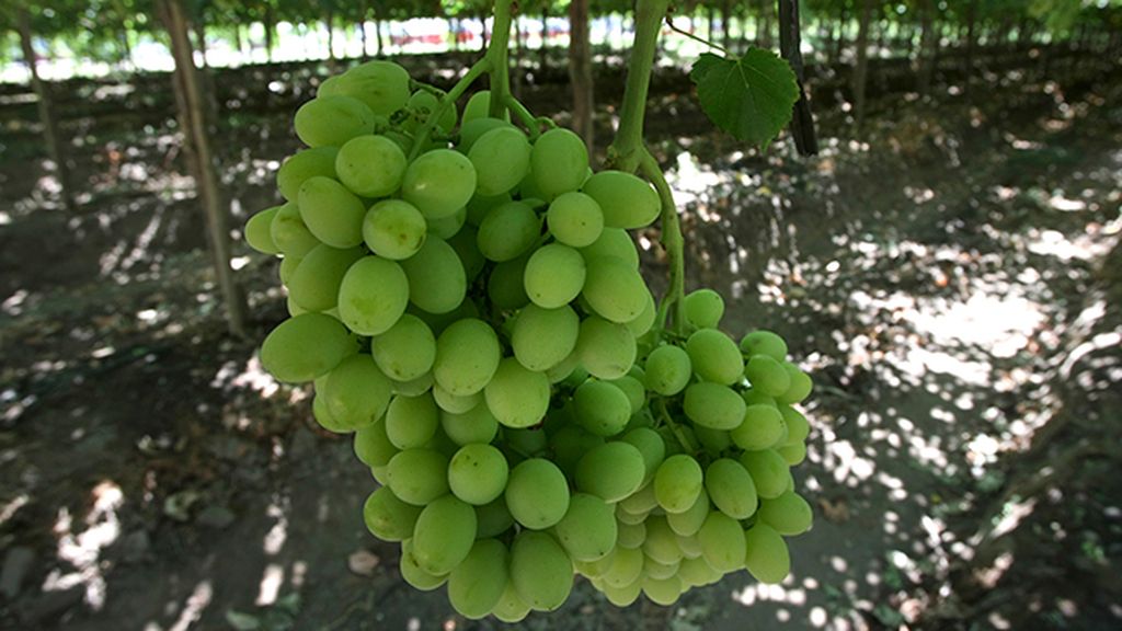 Semillas de uva