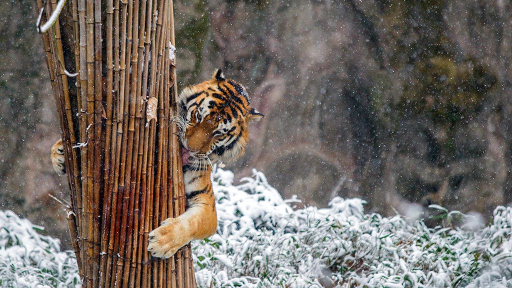 El mundo animal en un marco invernal