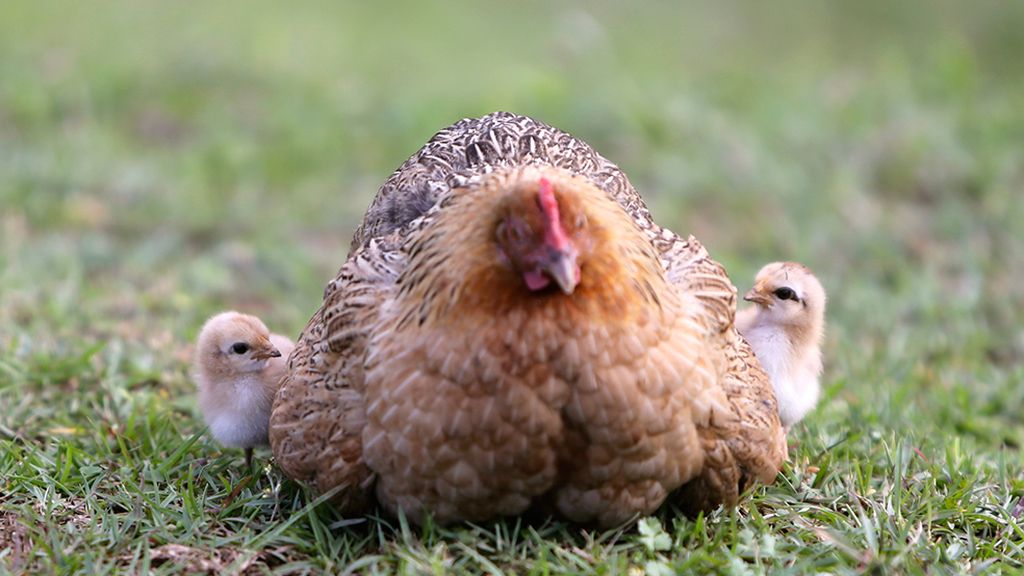 Amor de madre en el mundo animal