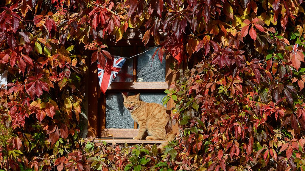 ¡Adiós a la estación de la caída de la hoja!