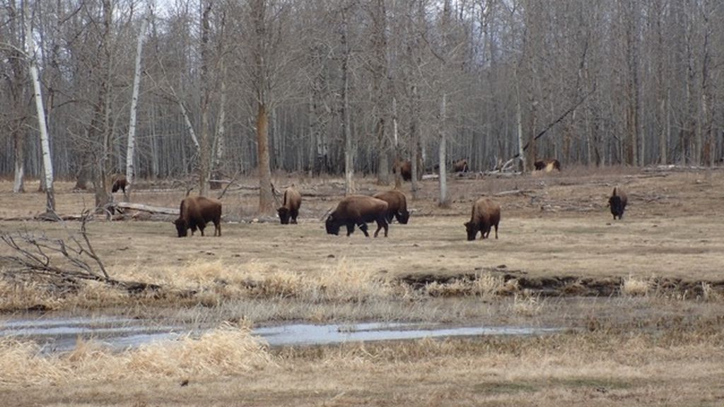 Más bisontes