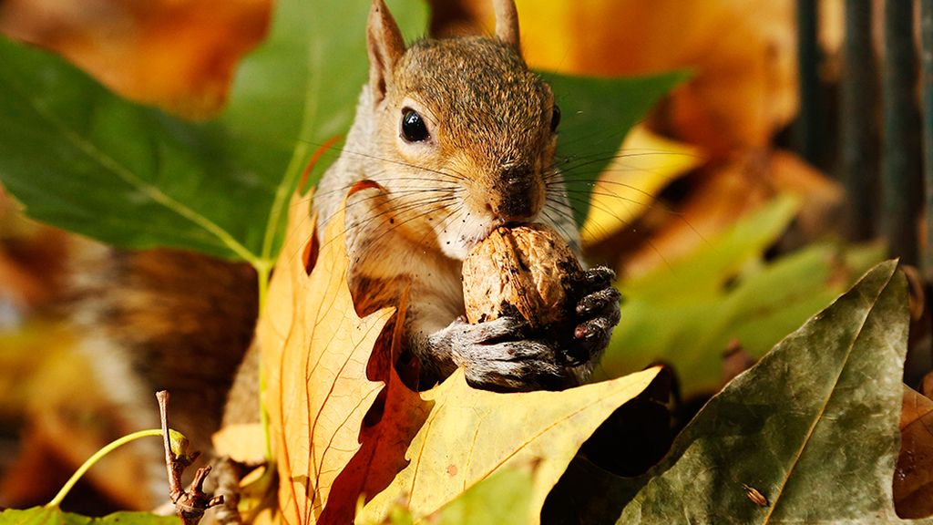 ¡Adiós a la estación de la caída de la hoja!