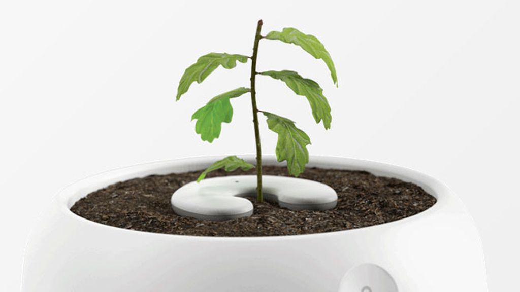 Árbol: deja que tus recuerdos crezcan