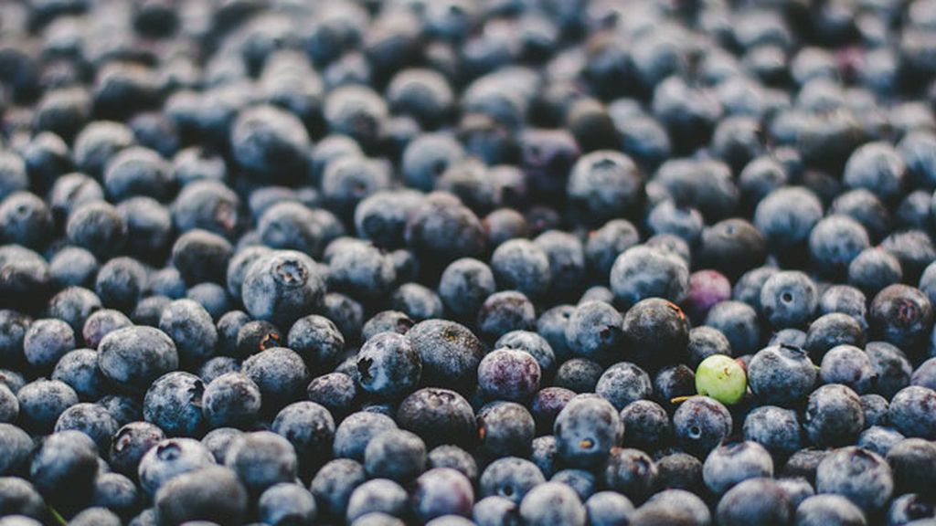 El arándano, fruta medicinal que mejora la vista... y la movilidad de los espermatozoides