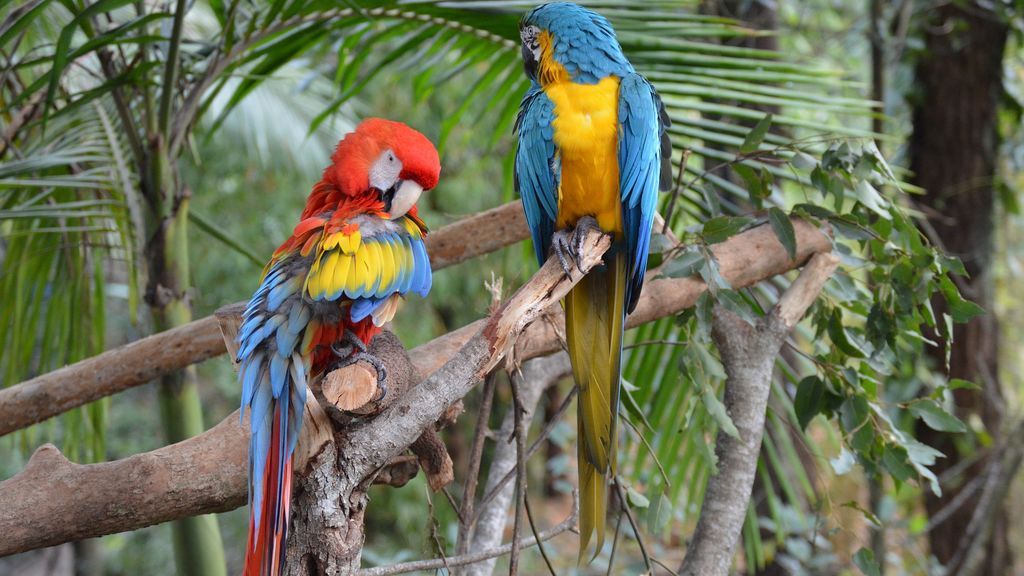 guacamayo