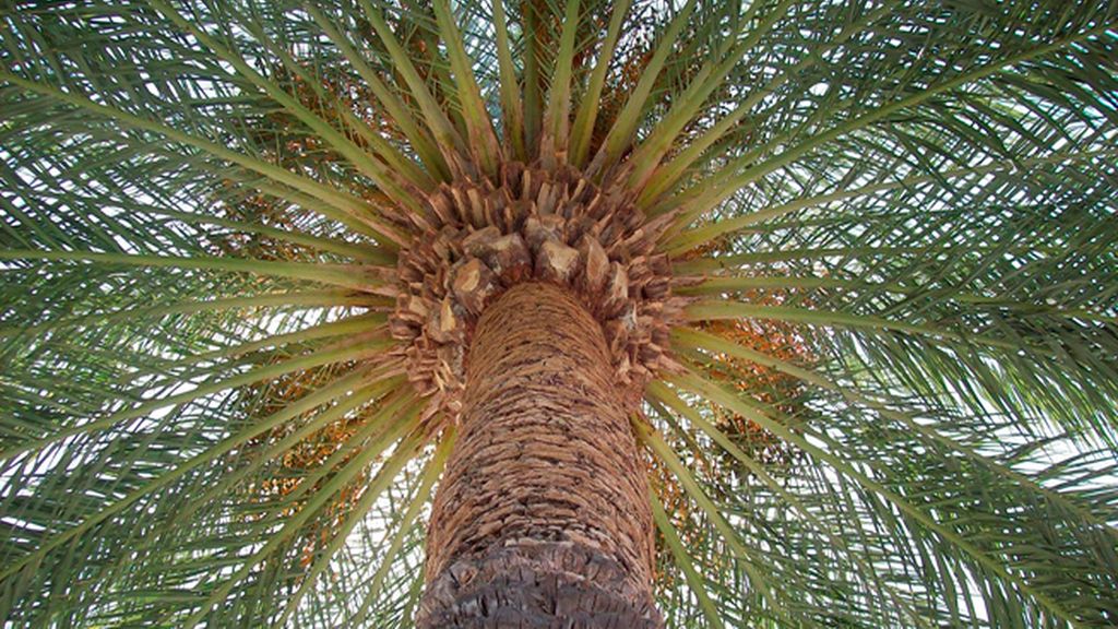 Domingo de ramos en el palmeral más grande de Europa