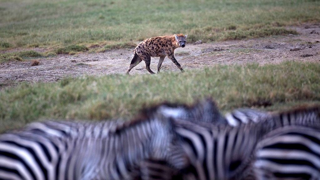 El hogar de grandes animales africanos