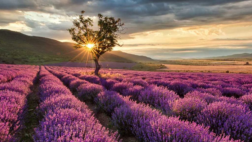 campo lavanda