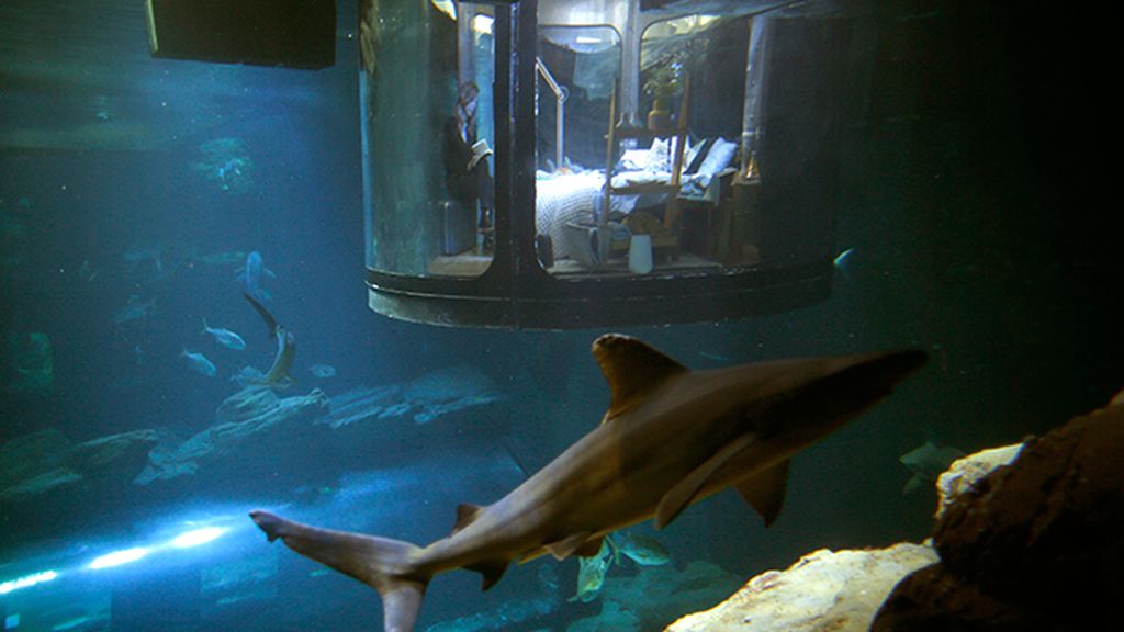 Una habitación en el acuario de París rodeada de 35 tiburones