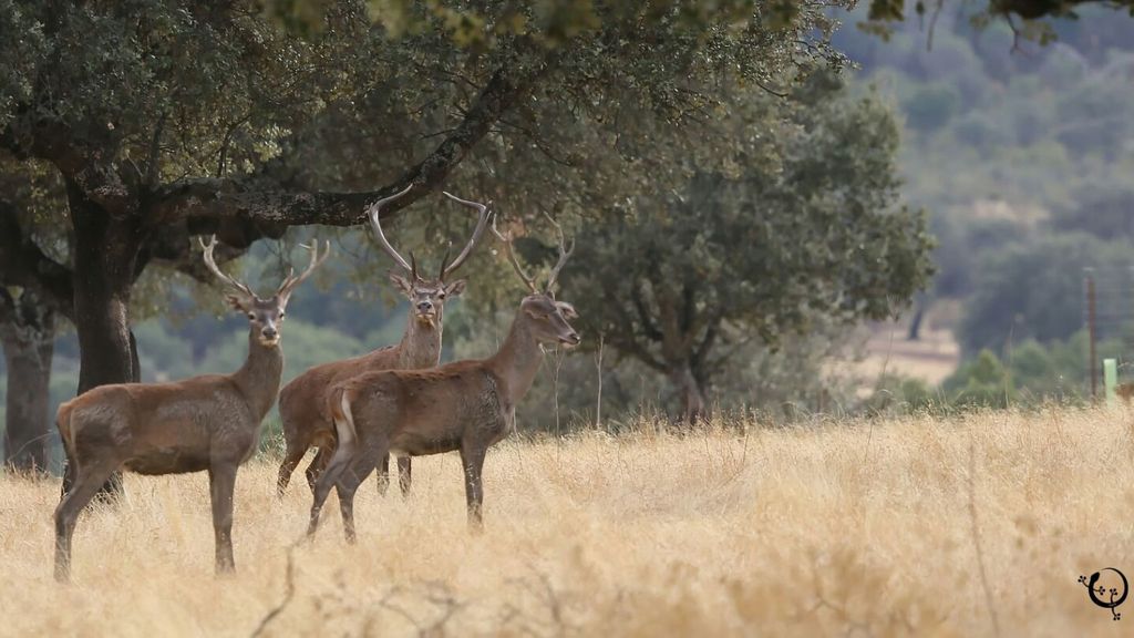 Berrea, frondosos bosques y el Río Tajo: Todo esto en el Parque Nacional de Monfragüe