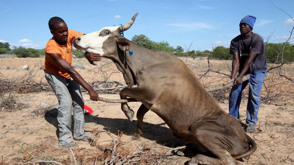 animales africanos 2