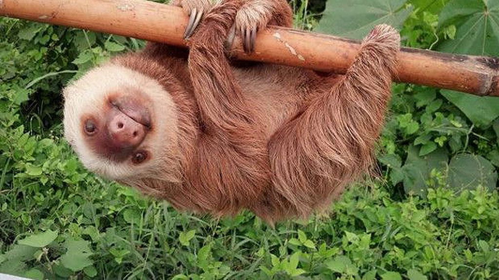 Fue rescatado por los guardias de tráfico de Ecuador