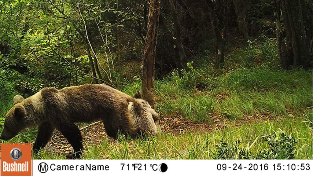 Las imágenes de los osos desnutridos de Asturias que han alertado a 'F.A.P.A.S'