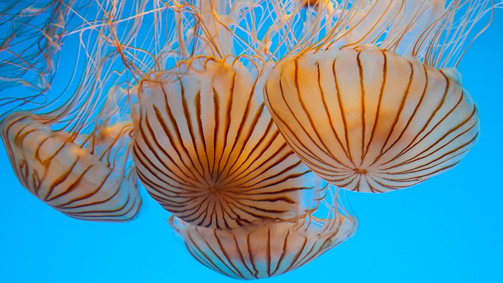 El secreto de las medusas