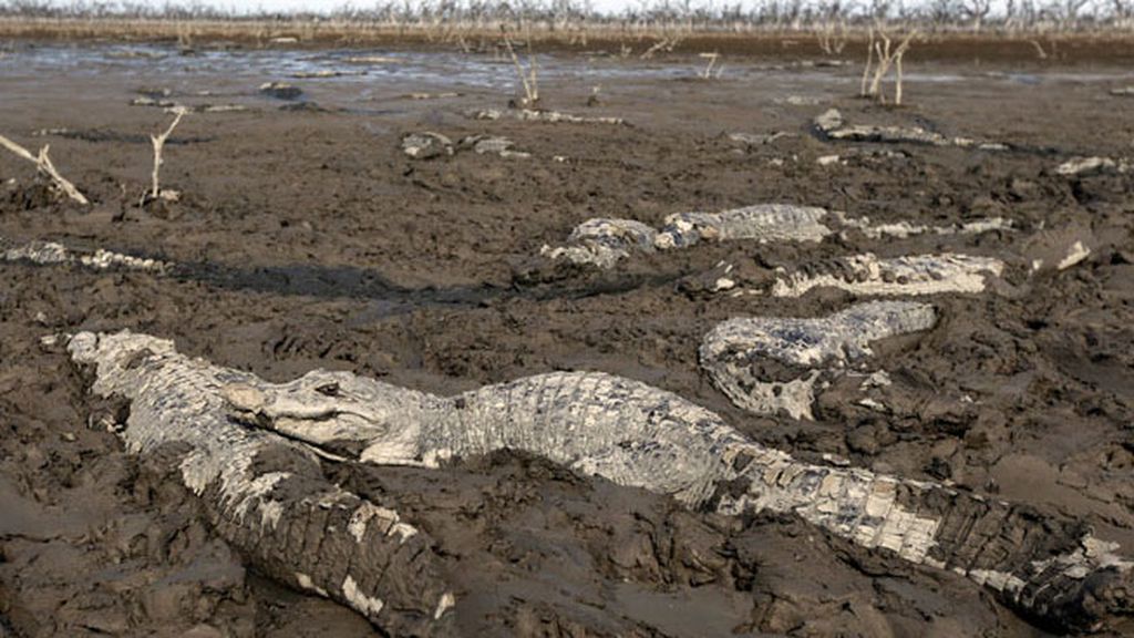 Los cocodrilos ya no tienen ni gota de agua en río Pilcomayo