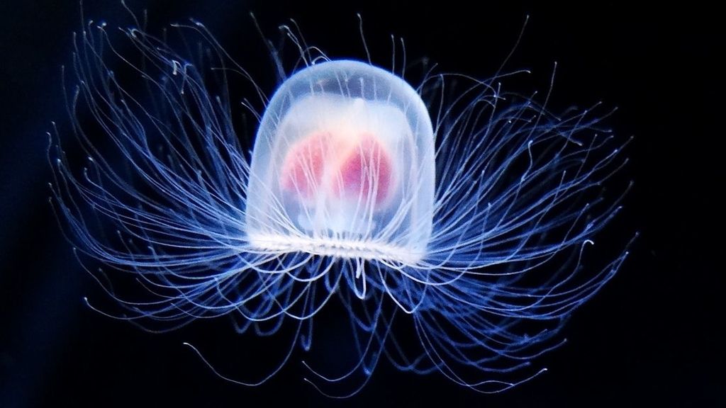 Medusas