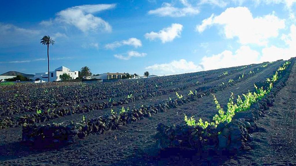 Los increíbles vinos volcánicos de La Geria (Lanzarote)