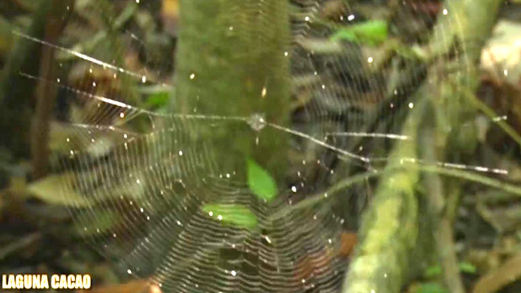 ¿Superarán los supervivientes las dificultades del manglar?