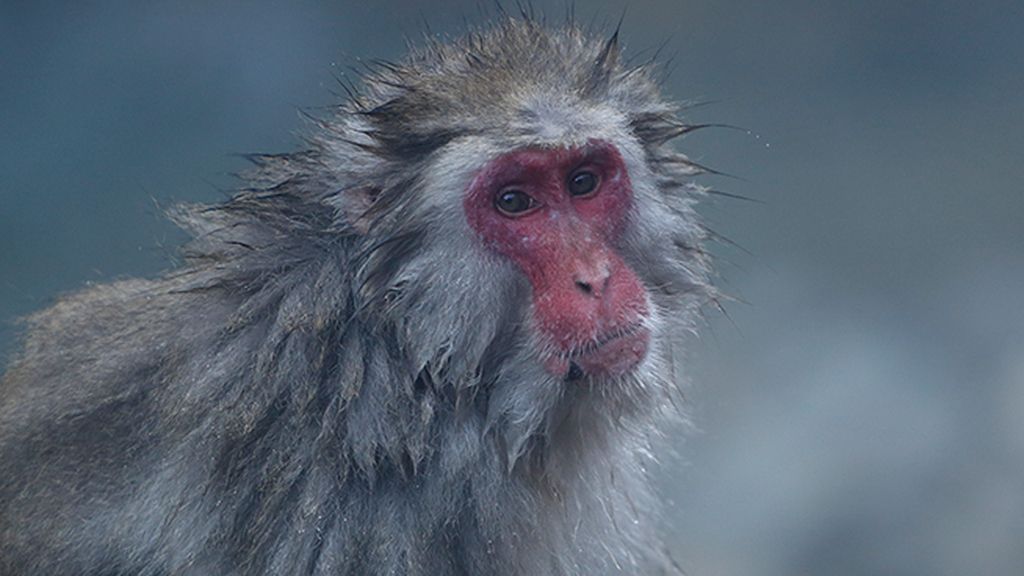 Huyen del frío bañándose en fuentes termales