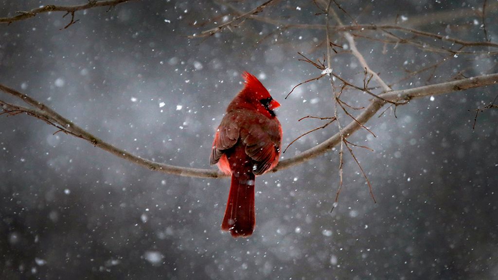 El mundo animal en un marco invernal