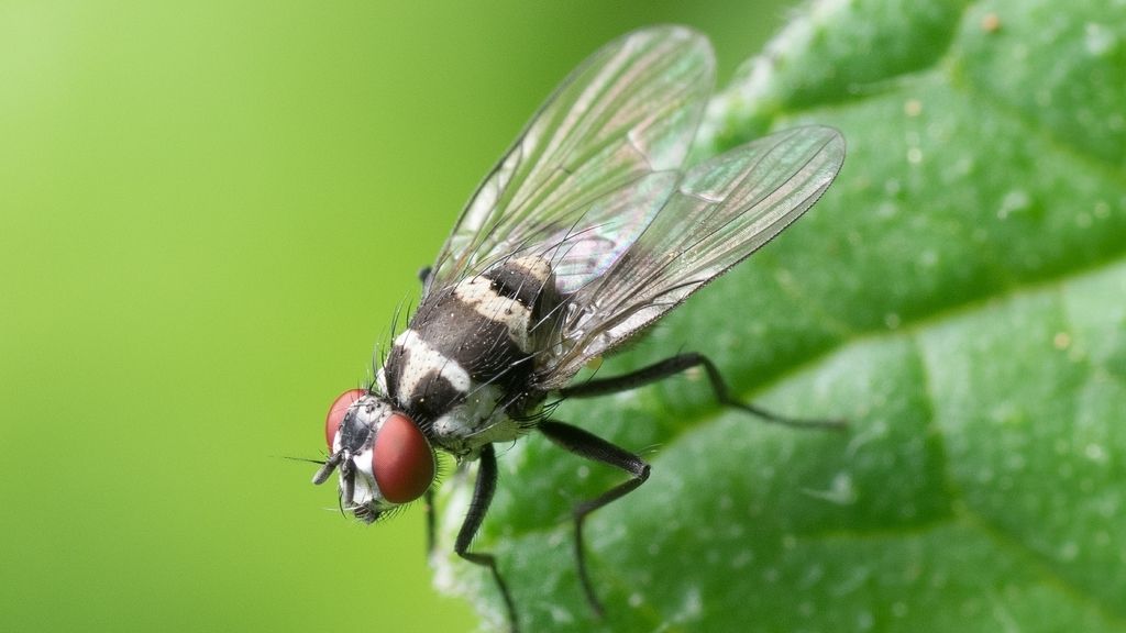 Insectos más pesados de lo normal