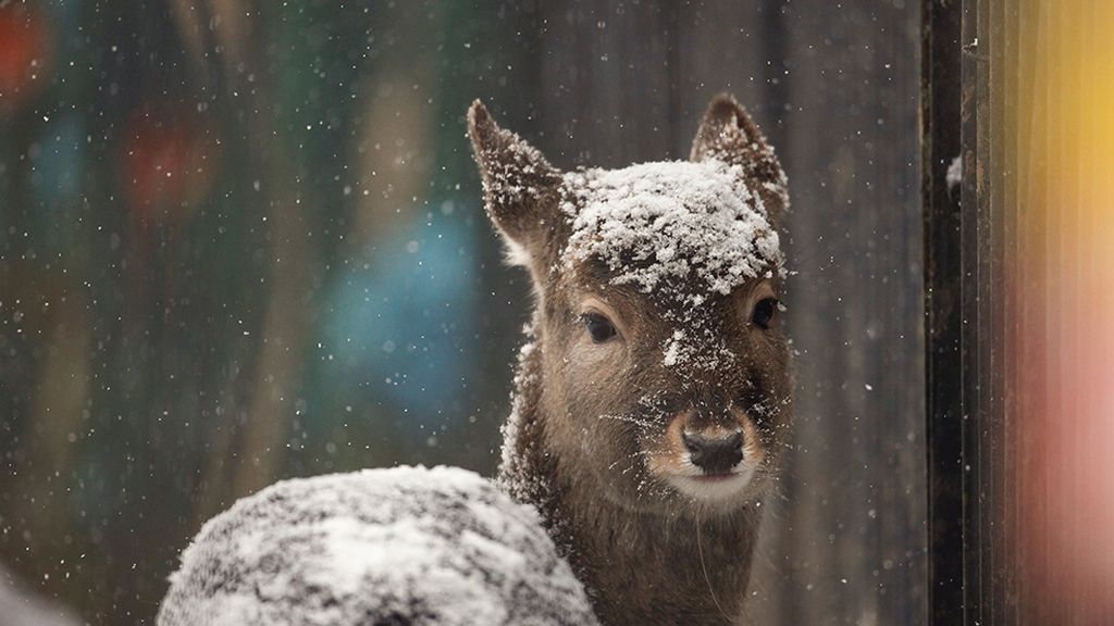 El mundo animal en un marco invernal