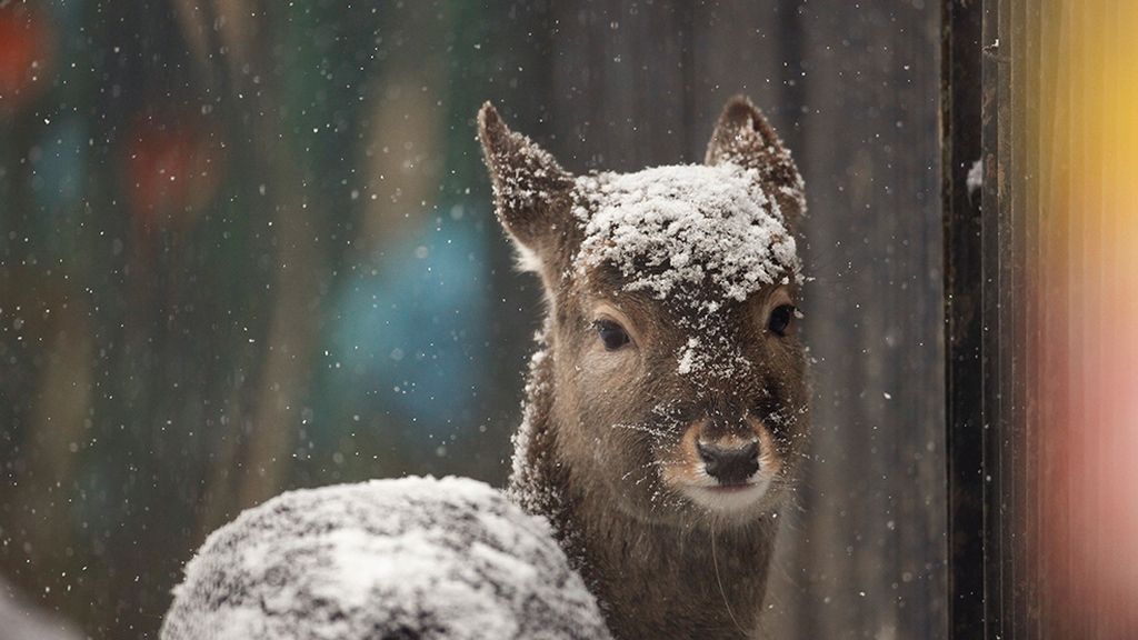 Animales al borde de una tormenta de nieve