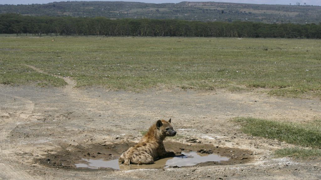 Las hienas ya no tienen apenas sitio donde refrescarse en Kenia