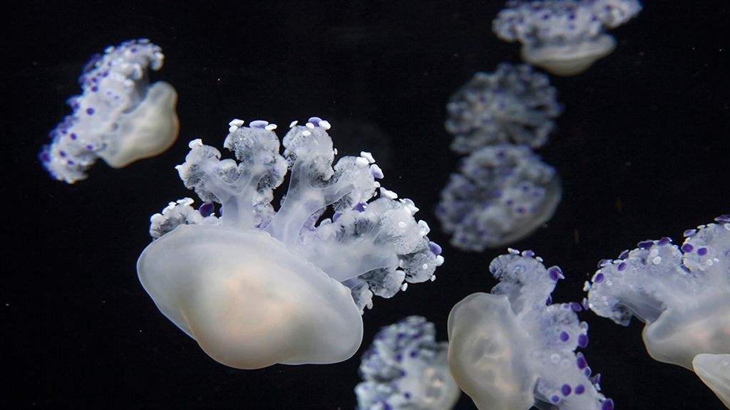 Un baile gelatinoso en el mar