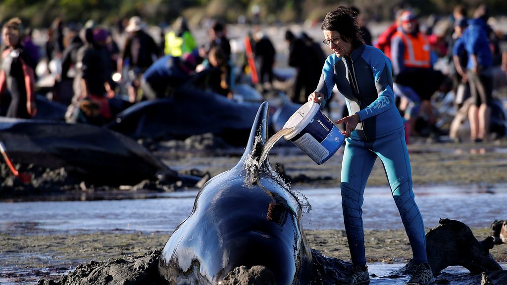 Es el mayor incidente de ballenas varadas que se ha producido este milenio en el país