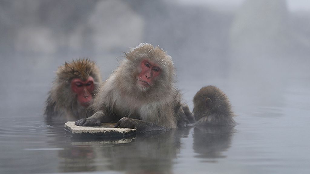 Los monos japoneses de la nieve